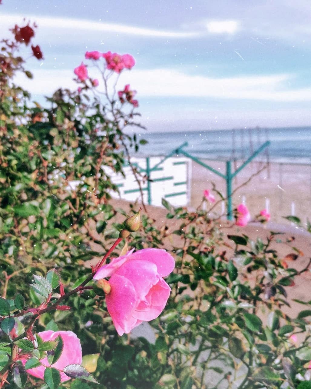 Весна в твоем Instagram: где в Одессе цветут магнолии. Фото: instagram.com/granatovoe_more 