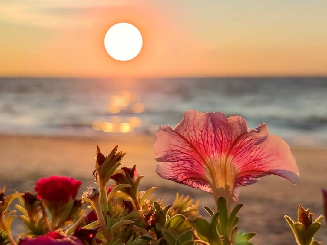 Полюбуйся долгожданной весной: в Одессе начали цвести деревья. Фото: instagram.com/julia_peshinskaya