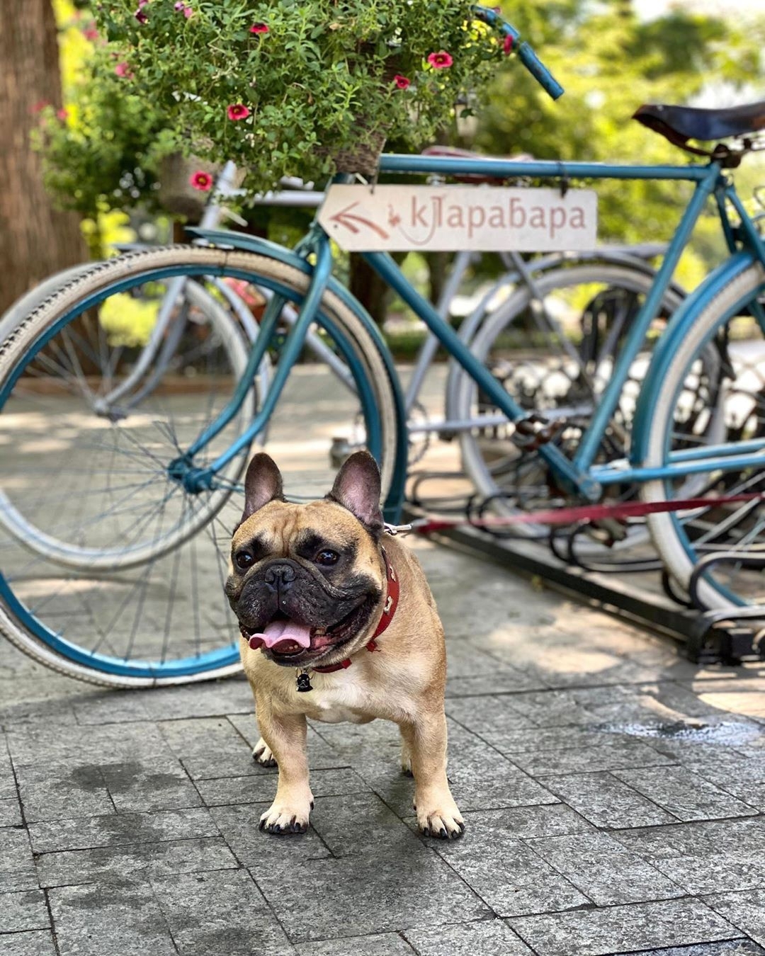 Возьми четвероногих друзей с собой: 10 pet-friendly заведений в Одессе. "КлараБара"