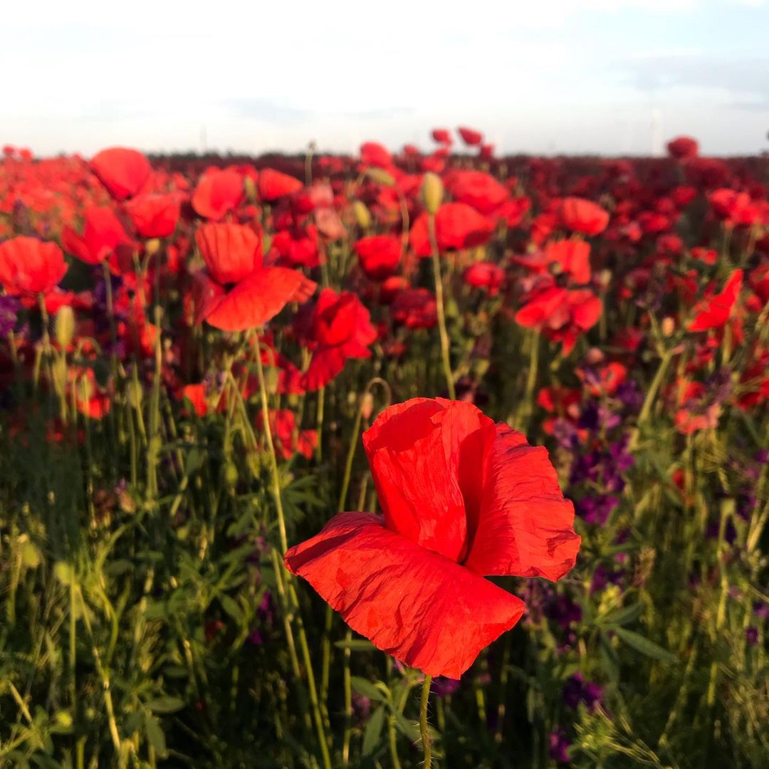 В Одесской области расцвели удивительно красивые маковые поля. Фото: Anastasia Kolesnikova