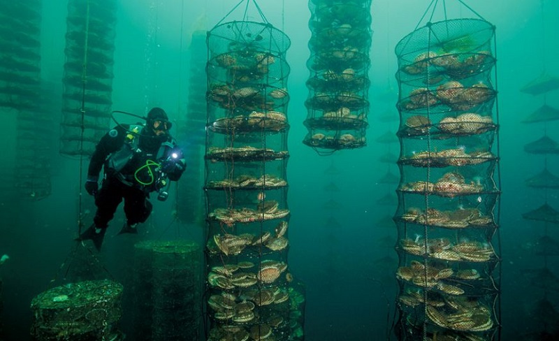 Водолаз по сбору мидий. Фото: pinterest