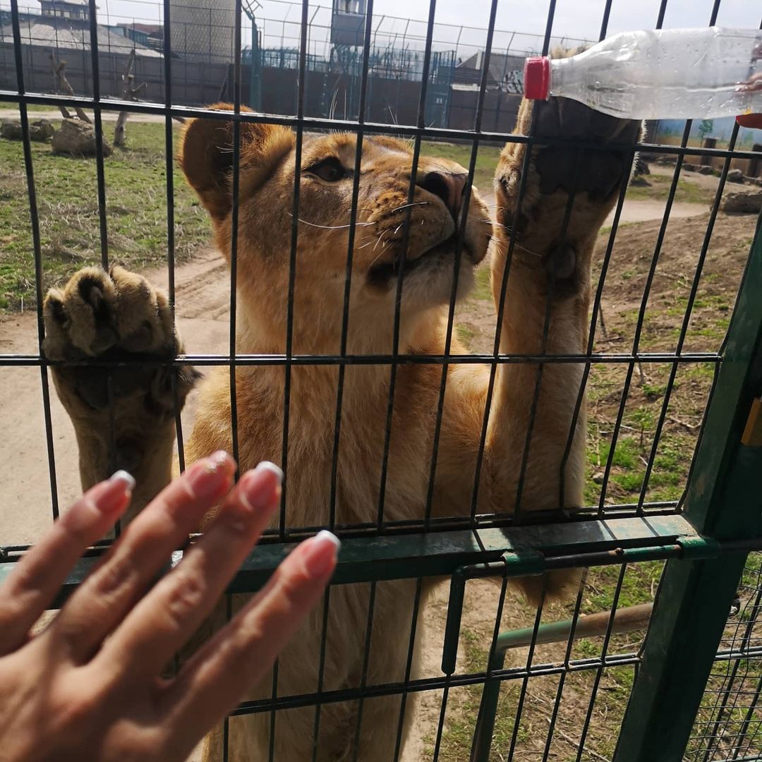 Сафари в биопарке. Фото: instagram.com/lisen4atko