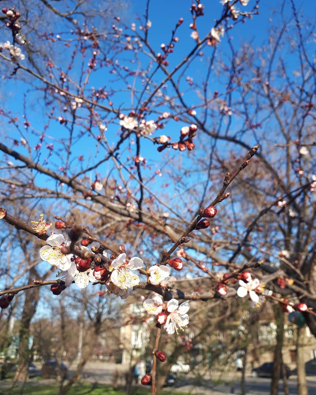 Полюбуйся долгожданной весной: в Одессе начали цвести деревья. Фото: instagram.com/ludmila_hiznyak