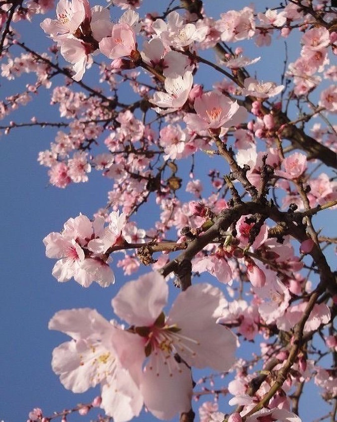 Полюбуйся долгожданной весной: в Одессе начали цвести деревья. Фото: instagram.com/nails_odessa21