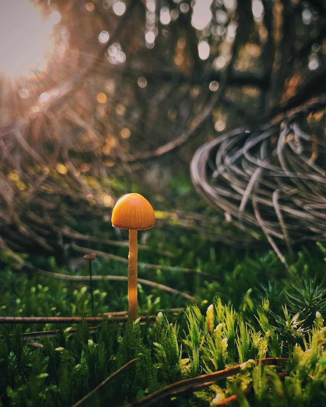 Савранский лес. Фото: Oleksandra Azarnova