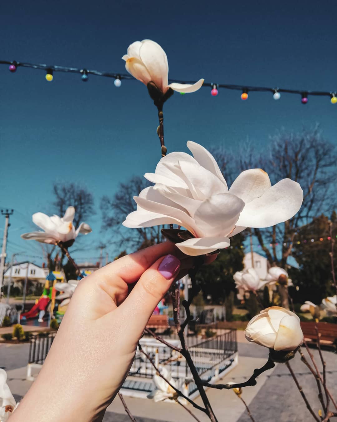 Полюбуйся долгожданной весной: в Одессе начали цвести деревья. Фото: instagram.com/ne_prosto_yulianna