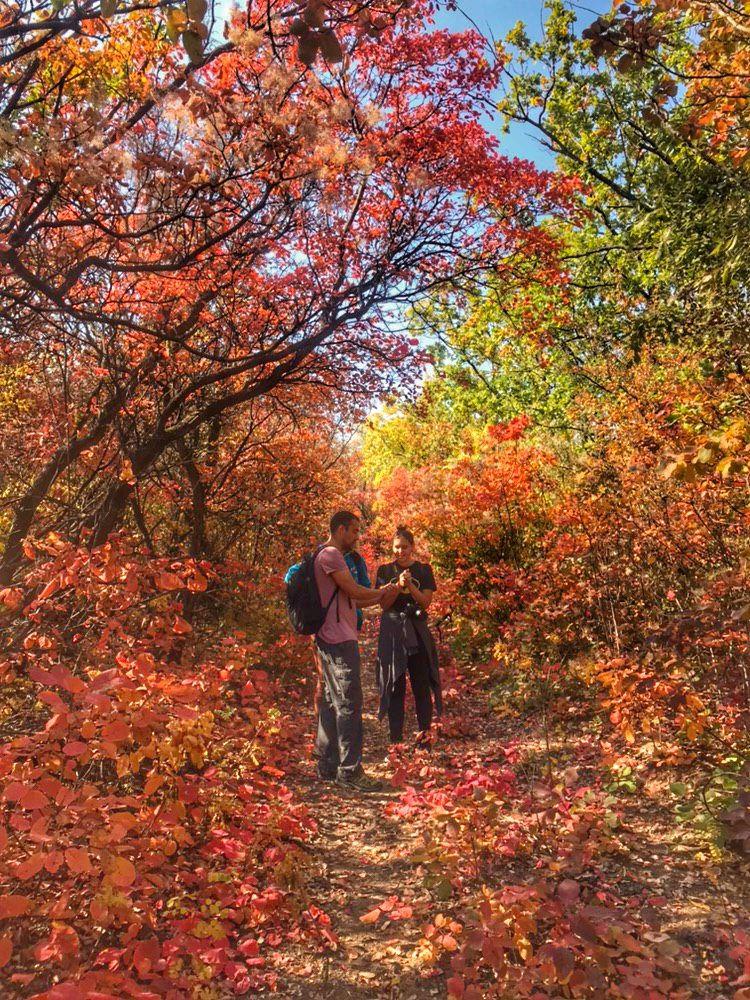 Петровский лес. Фото: veselkatour.com.ua