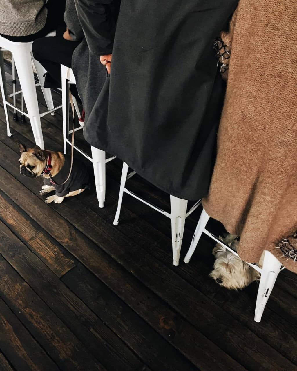 Возьми четвероногих друзей с собой: 10 pet-friendly заведений в Одессе. "Тишина"