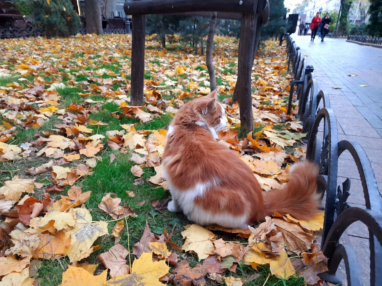 Осень в городском саду Одессы: фоторепортаж с самых красивых мест города. Фото автора