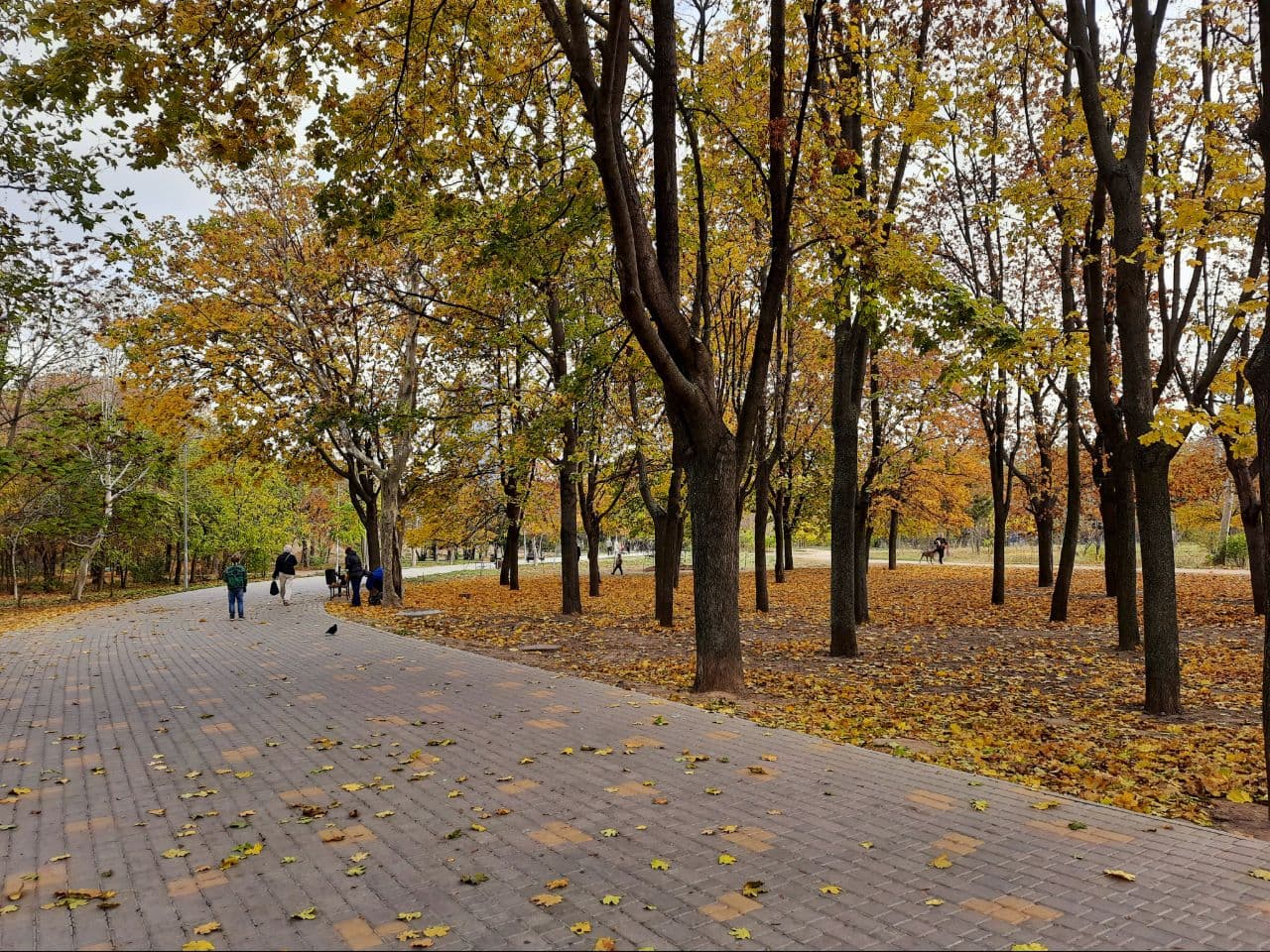 Осень в парке Победы Одессы: фоторепортаж с самых красивых мест города. Фото автора