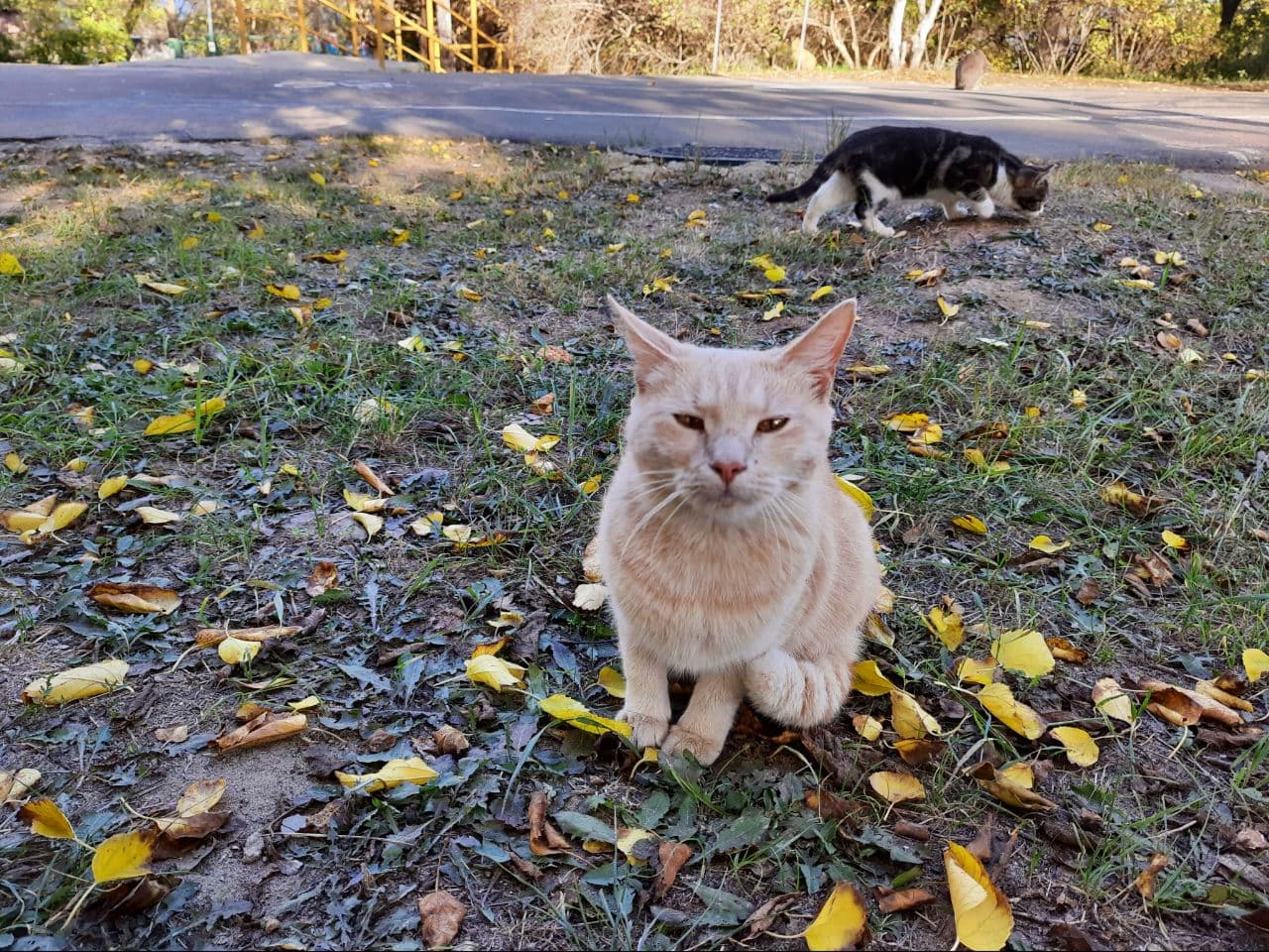 Осень на Трассе Здоровья в Одессе: фоторепортаж с самых красивых мест города. Фото автора