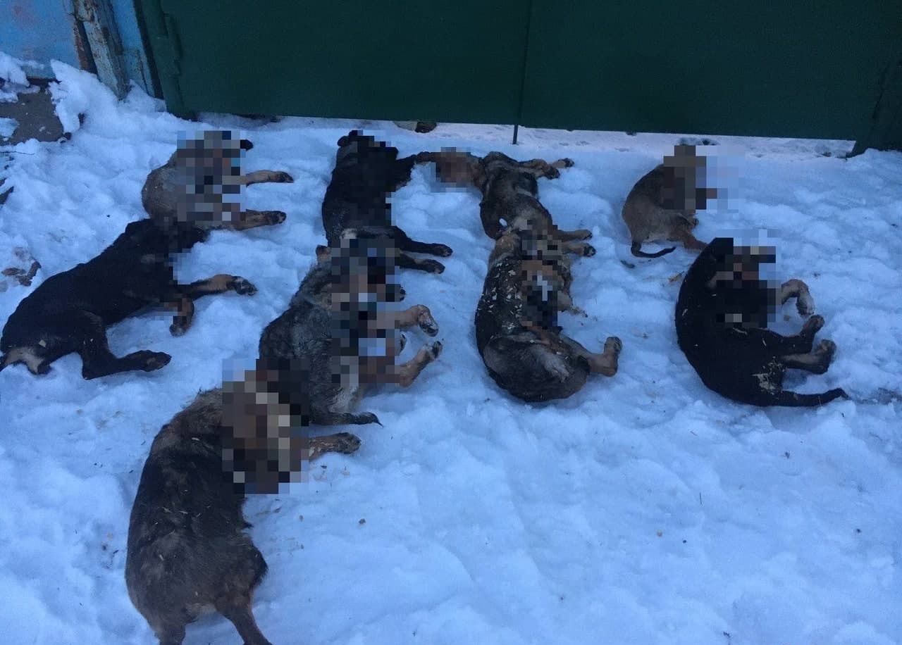 Не жалко: под Одессой массово отравили собак