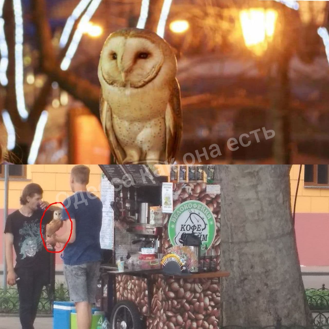 Одесскому зоопарку передали сов, изъятых у уличных фотографов. Фото: телеграм-канал "Одесса как она есть"