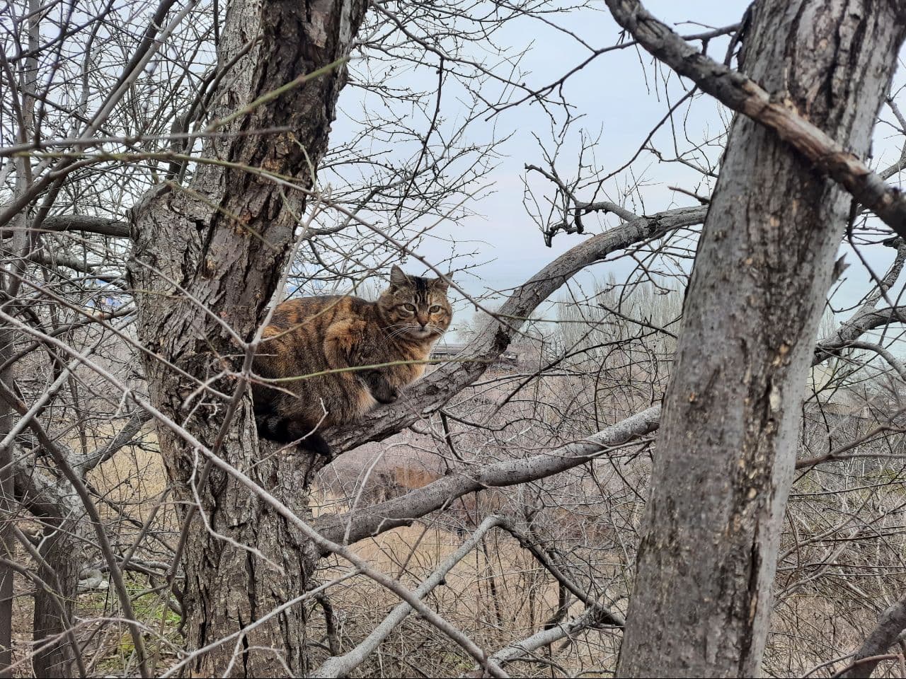 Как выглядит одесский парк Победы в марте 2021 года. Фото Марины Повертайло