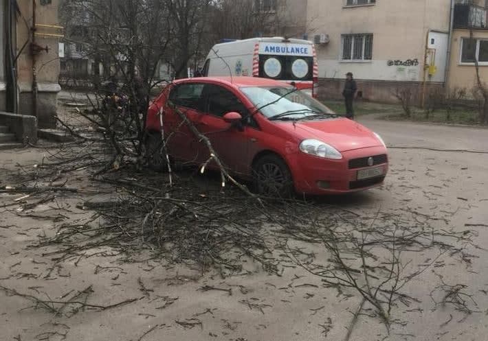 Пять тысяч гривен за потерю здоровья: одесситке, на которую упало дерево, выплатили компенсацию. Фото: Дмитрий Жмура