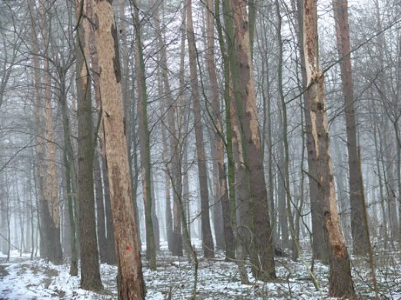 В Одесской области мужчина убил коллегу и выбросил труп в лесополосе. Фото: "Думская"
