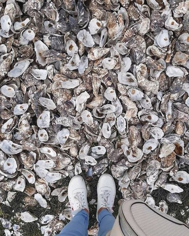 Устричная ферма. Фото: instagram.com/skifian_oysters