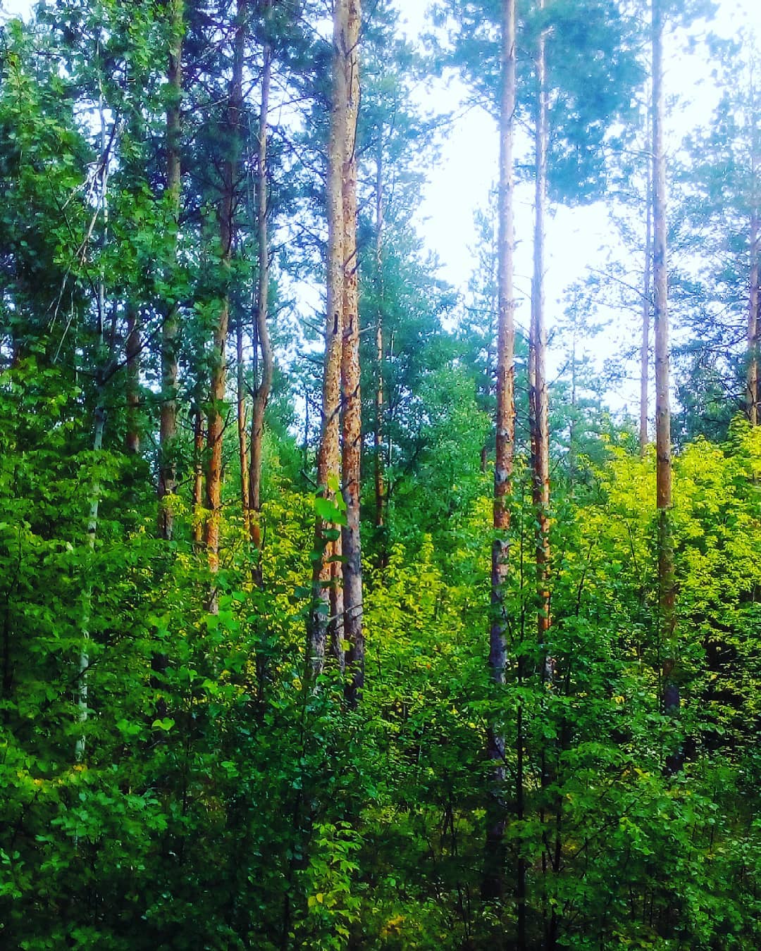 Петровский лес. Фото: instagram.com/tatianaplatonova67