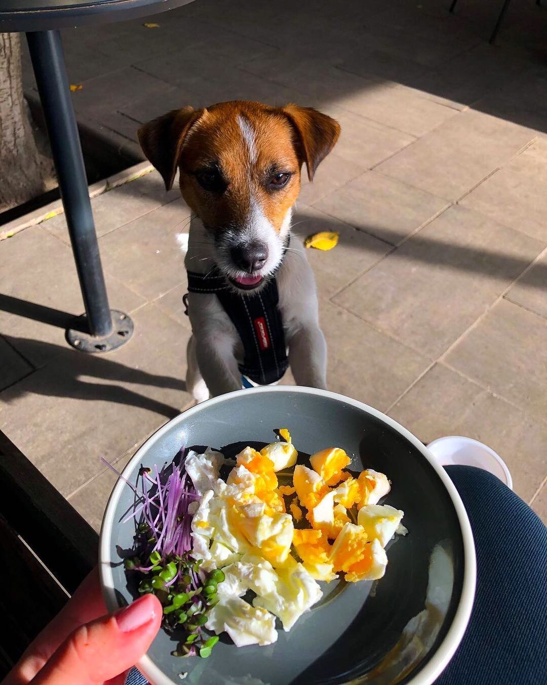 Возьми четвероногих друзей с собой: 10 pet-friendly заведений в Одессе. Make My Cake Odessa