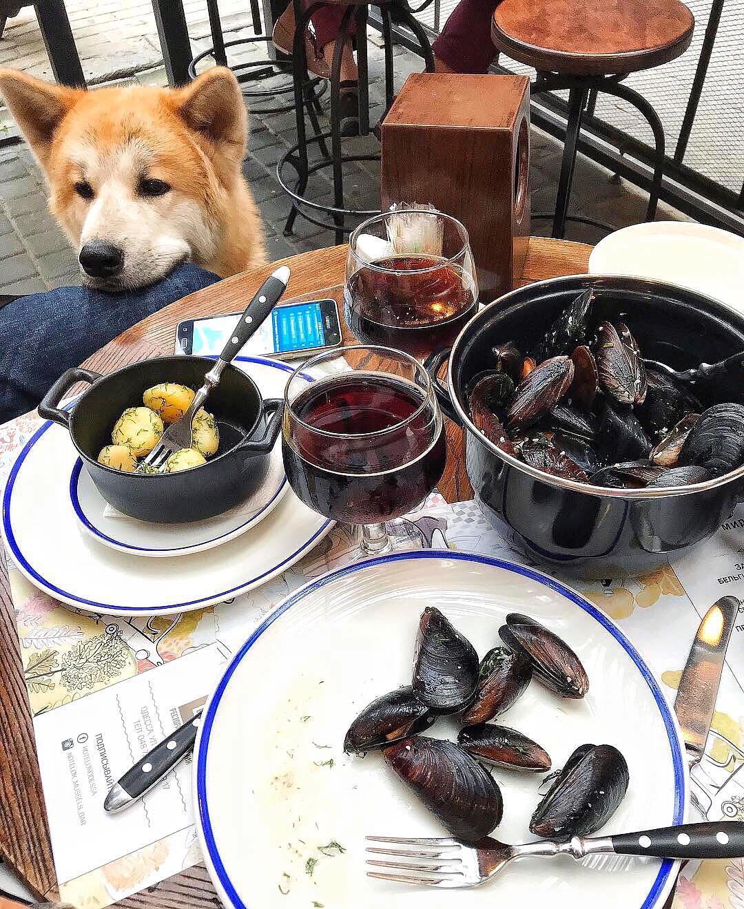 Возьми четвероногих друзей с собой: 10 pet-friendly заведений в Одессе. Бар мидий "Котелок"