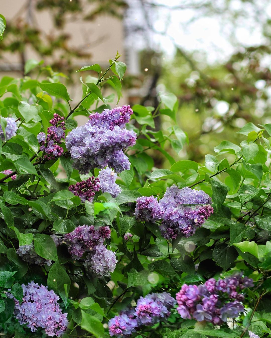 Лето 2021 года в Одессе началось с проливных дождей. Фото: instagram.com/vallerinova