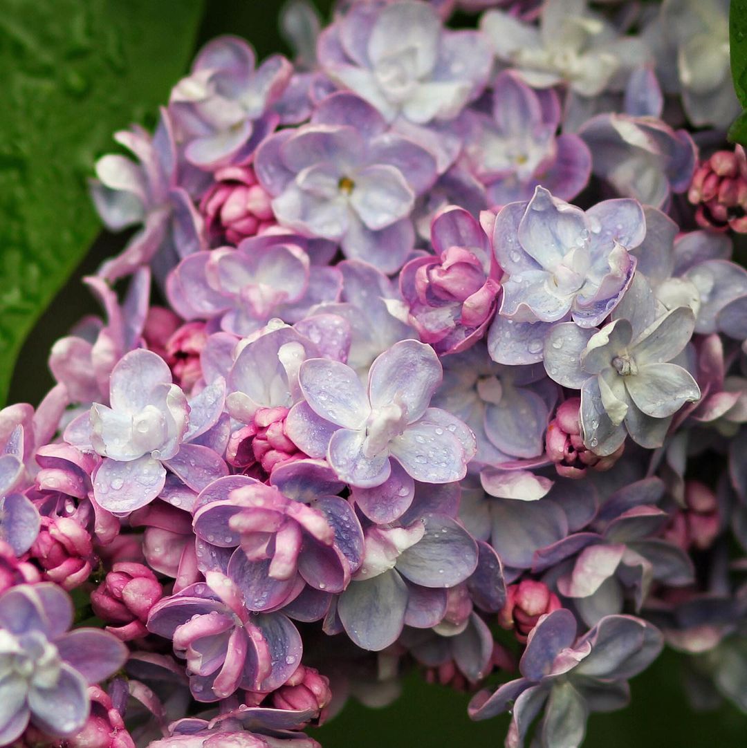 Лето 2021 года в Одессе началось с проливных дождей. Фото: instagram.com/vallerinova