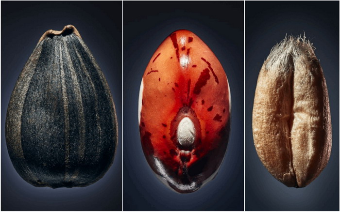 Фотовыставка VERUM IN GRANO. Фото: photogaidai