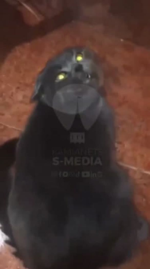 Бил по голове и снимал на видео: под Хмельницком полицейский издевался над котом фото 1