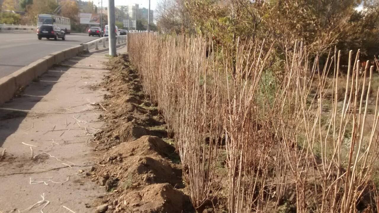 На Толбухина высадят 20 кленов и тысячу кустов бирючины