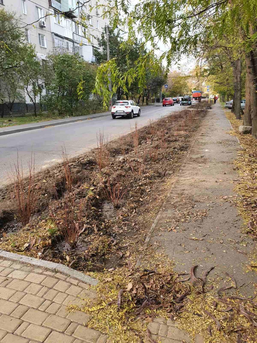 На Толбухина высадят 20 кленов и тысячу кустов бирючины