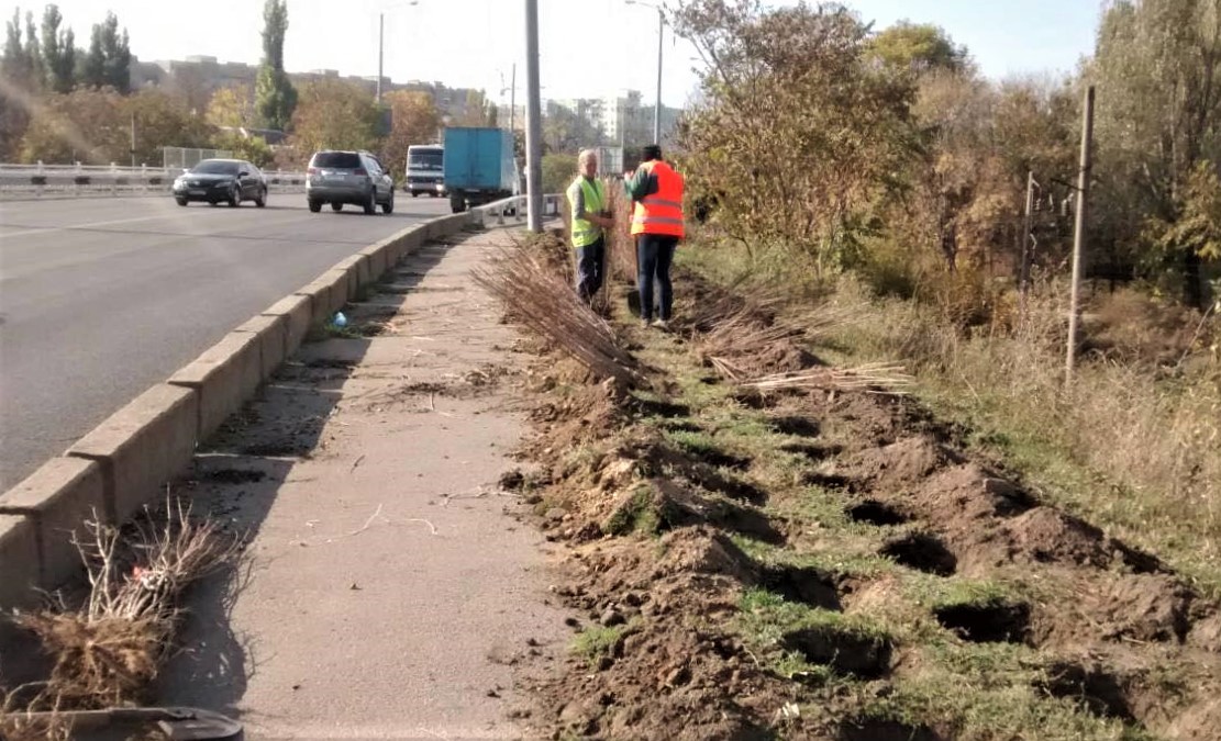 На Толбухина высадят 20 кленов и тысячу кустов бирючины