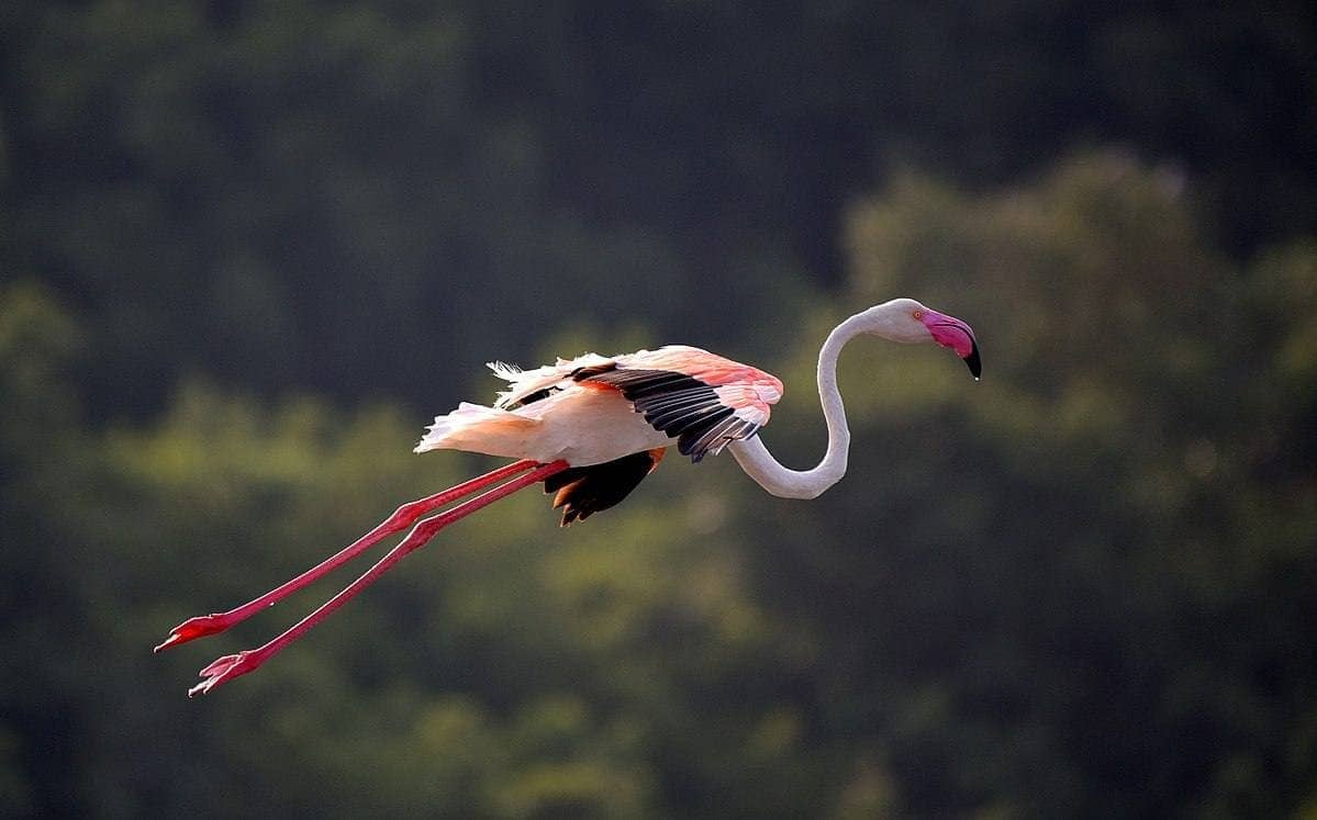 Розовый фламинго, ОАЭ