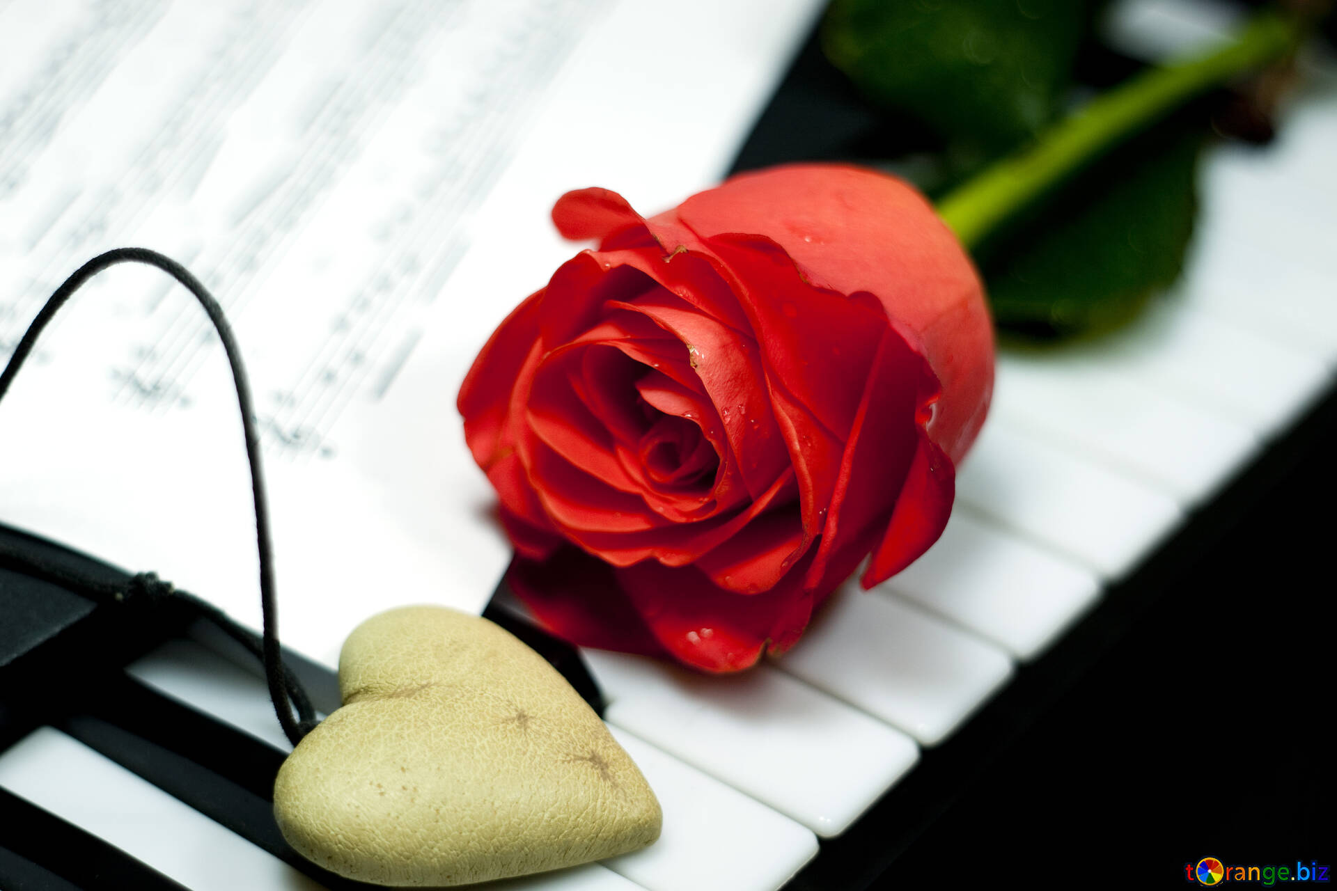 Добрые вечные песни. Вечная любовь. Мелодия любви. Розы и Ноты. Картинки про любовь.