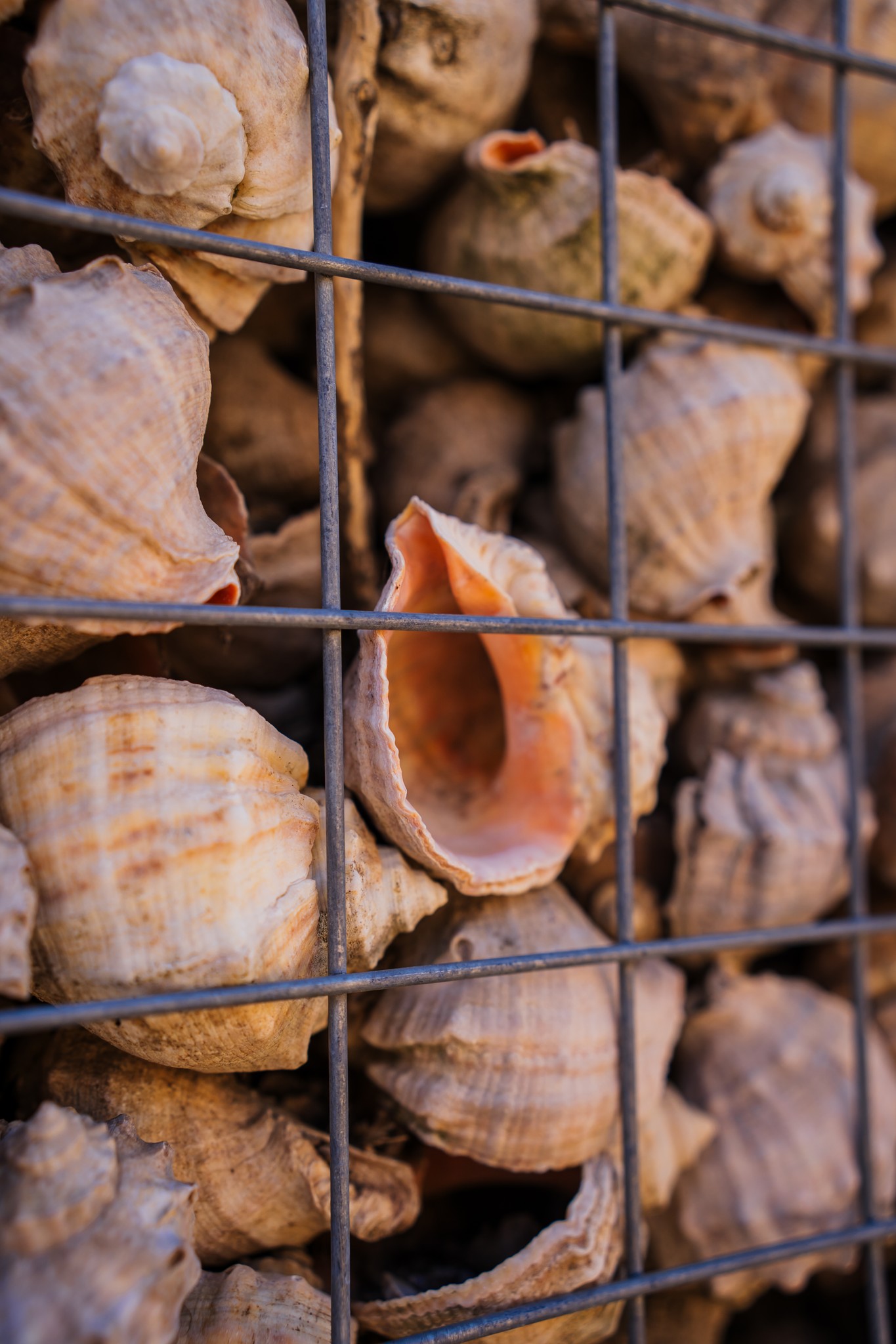 Раковины, из которых создали лабиринт.