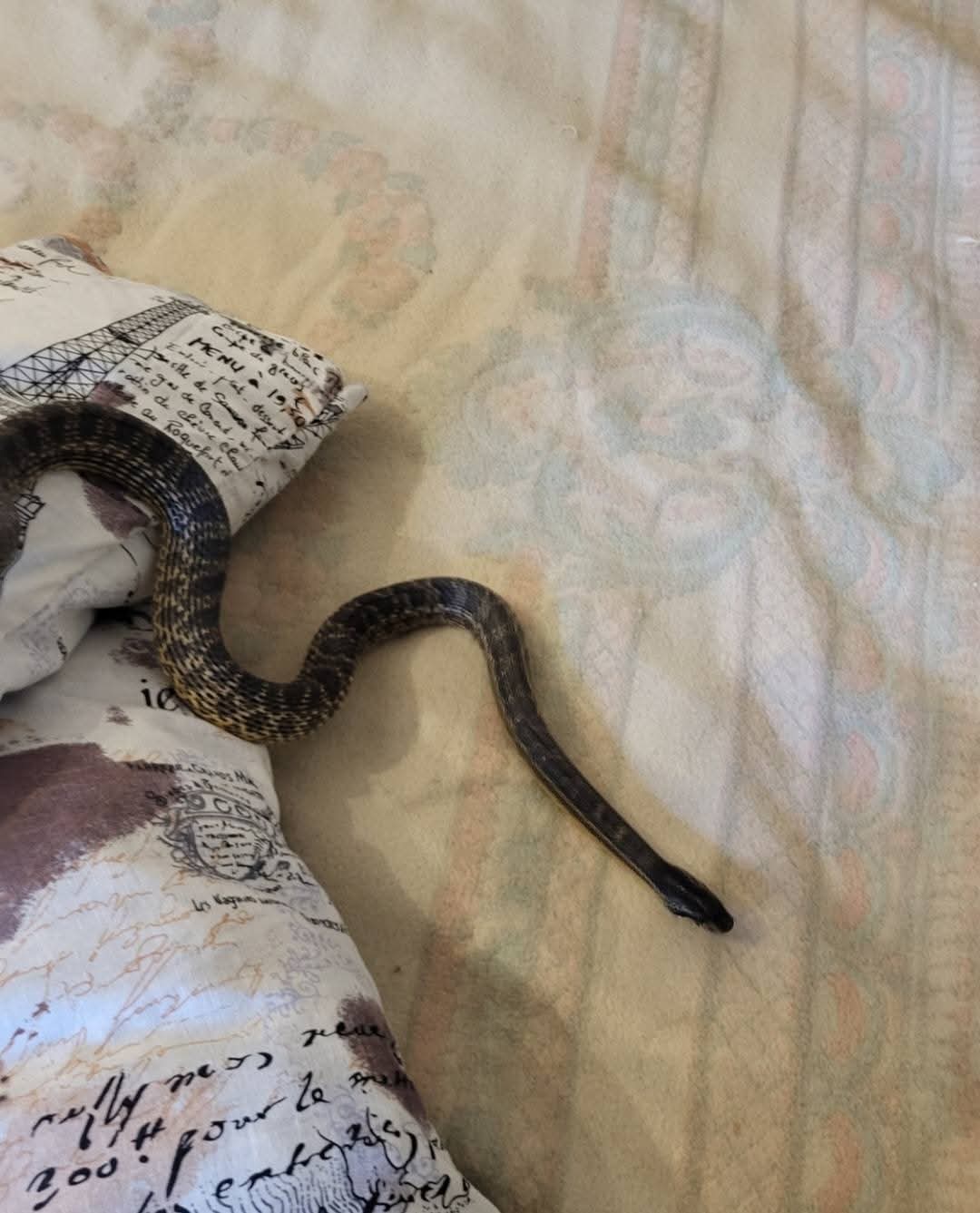 Сарматский полоз, заползший в дом женщины.