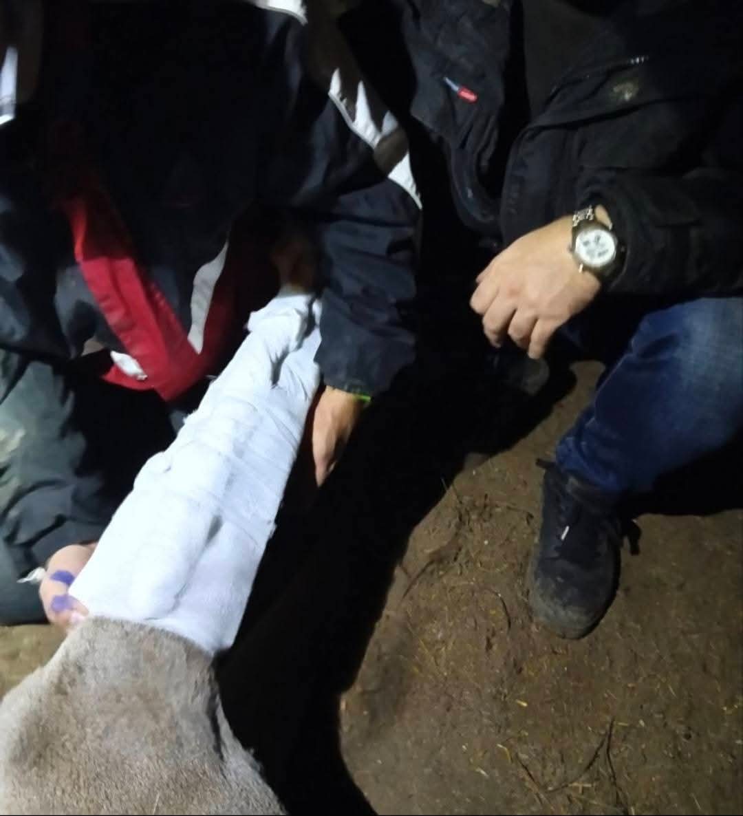 Травмированному животному перевязывают ногу.