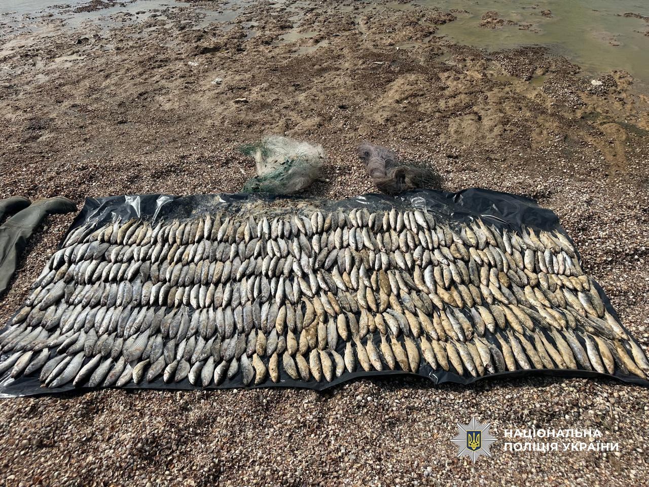 Рыба, которую выловил браконьер.