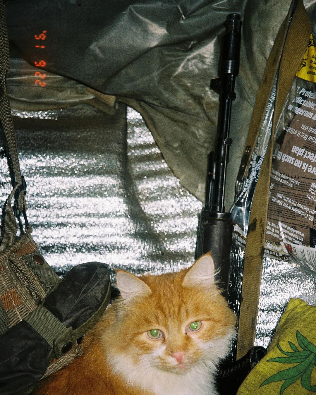 Кот Максима Кривцова, вместе с ним погиб во время обстрела.