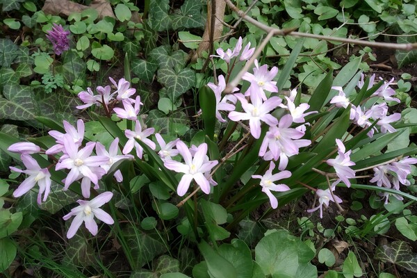 Ботанический сад.