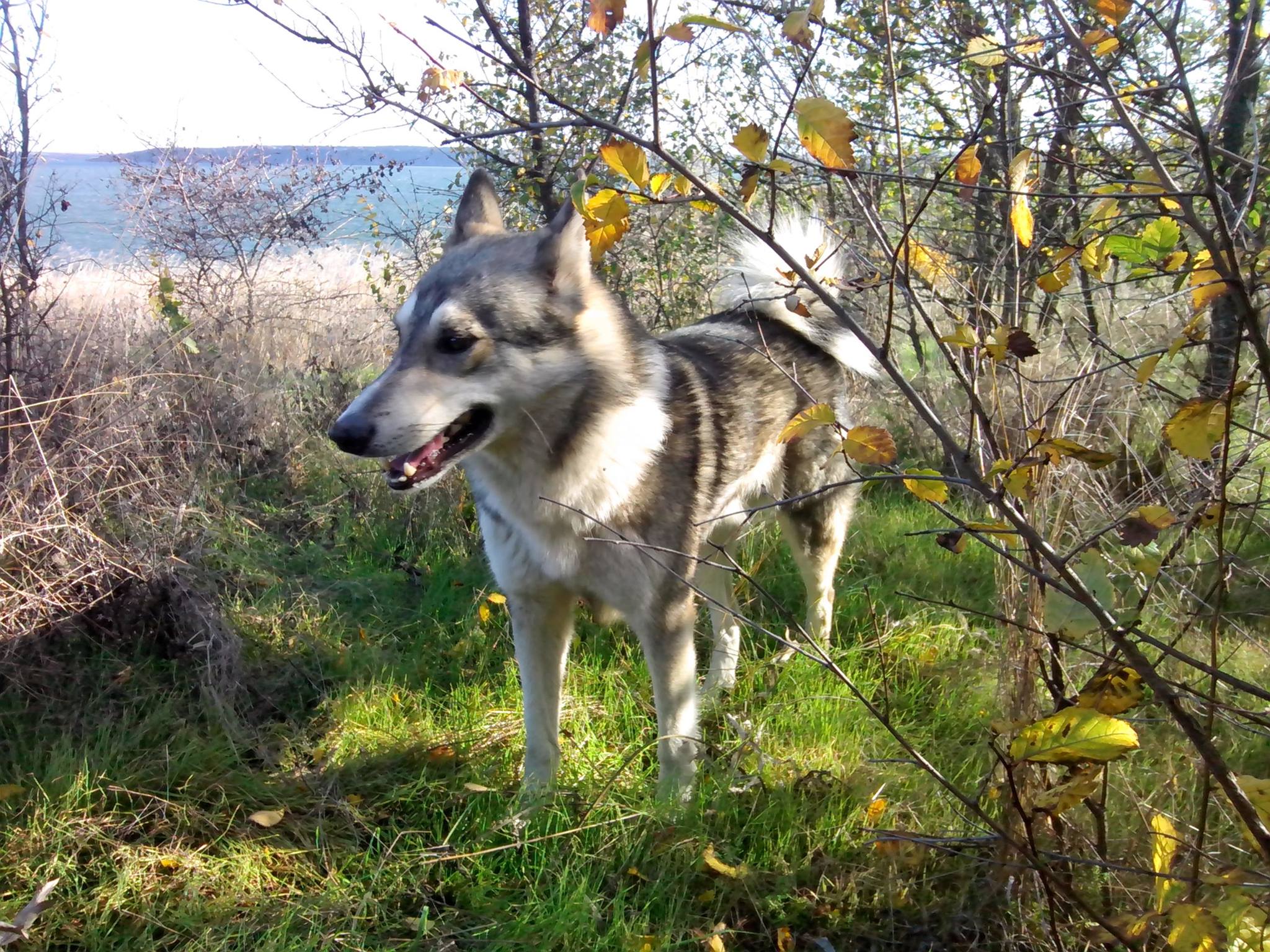 Приют "Бюро находок животных".