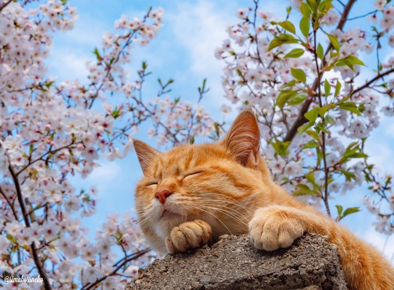 В парке Горького состоится благотворительный весенний фестиваль.