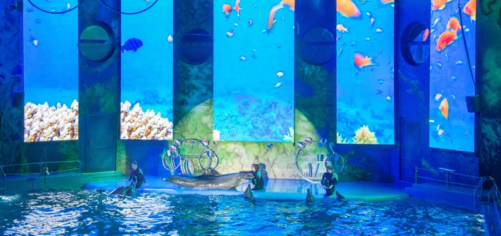 В дельфинарии покажут новогоднее представление.