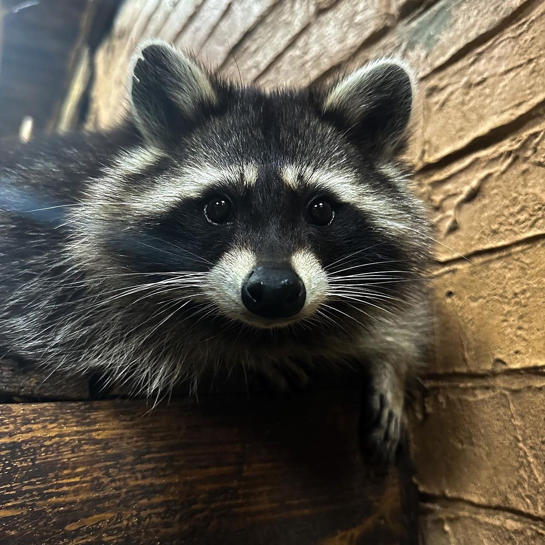 Будинок єнота.