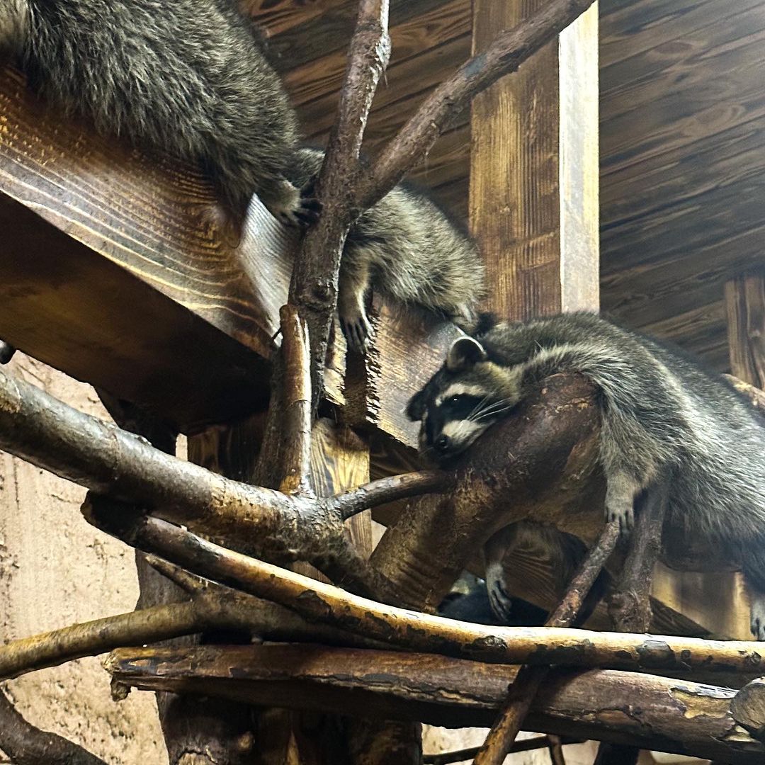 Будинок єнота.