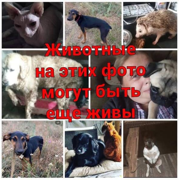 В Одесі розшукують живодерку.