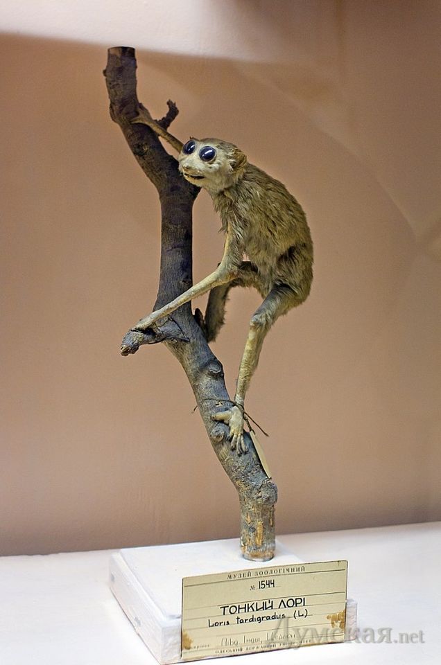 Одесский зоологический музей приглашает всех желающих на экскурсию.