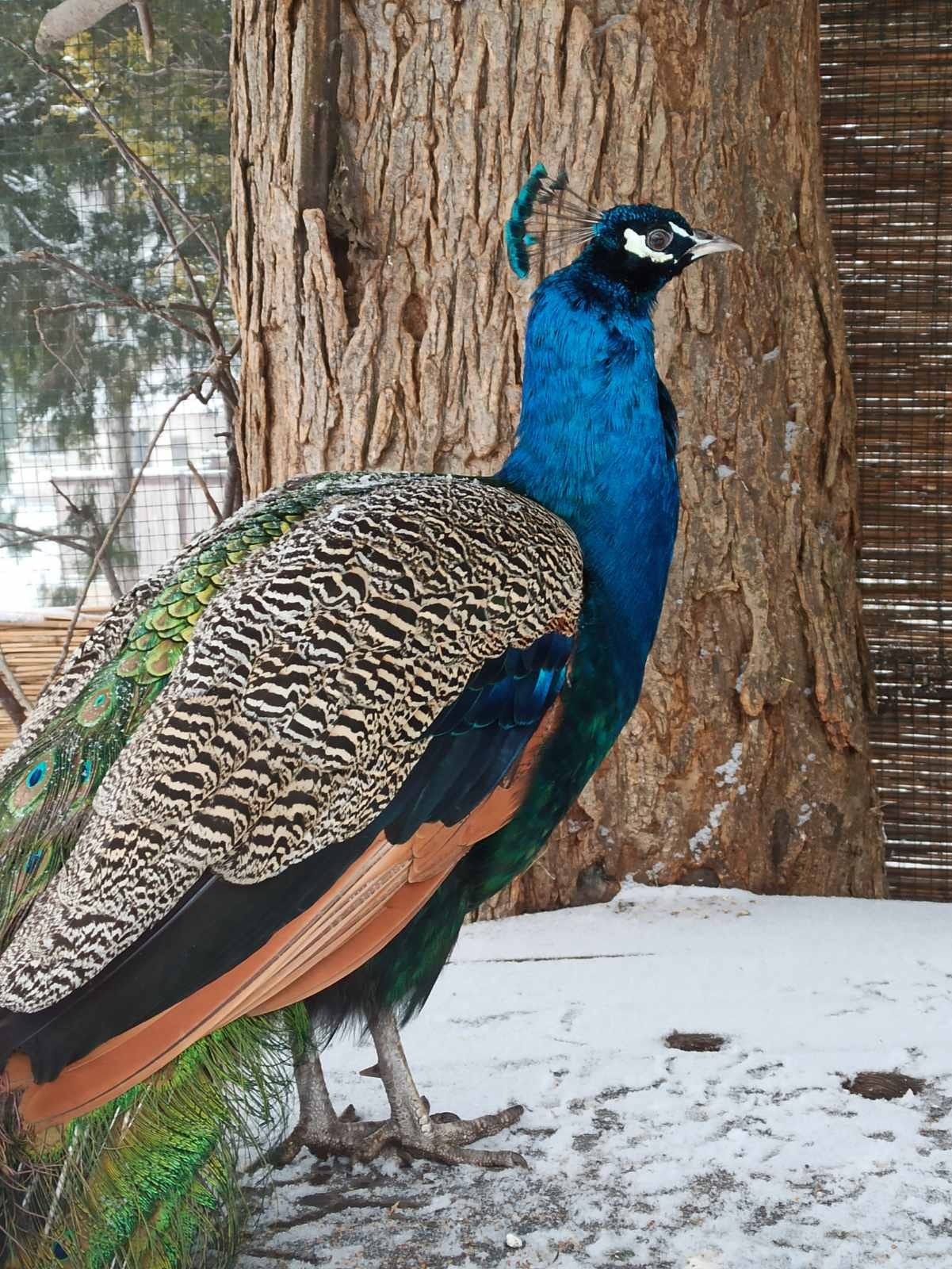 Заснеженный Одесский зоопарк и его обитатели.