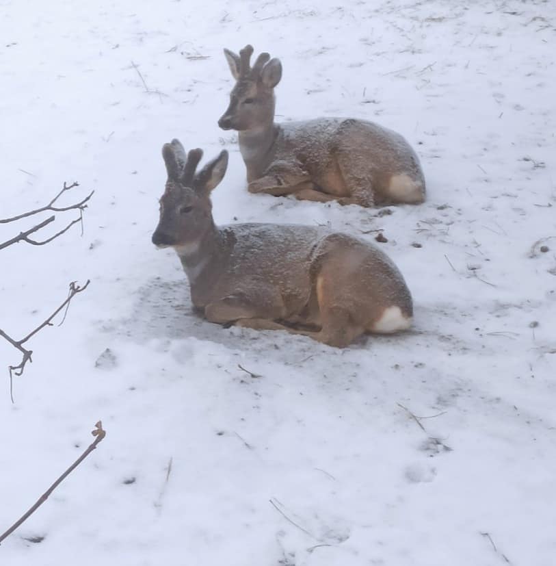 Заснеженный Одесский зоопарк и его обитатели.