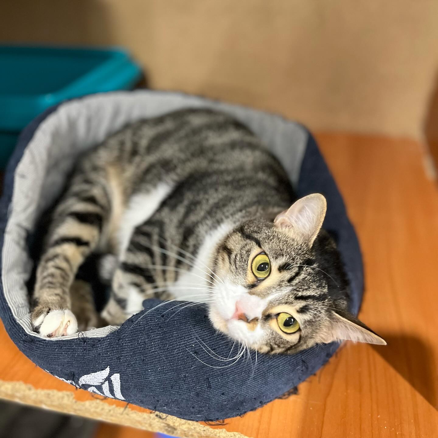 Приют "Зорко одно лишь сердце".