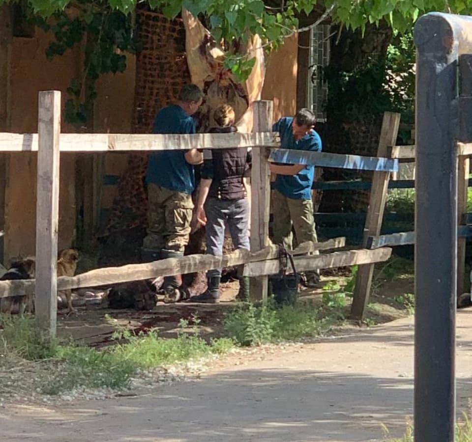 В Одесі на іподромі жорстоко вбили коня.